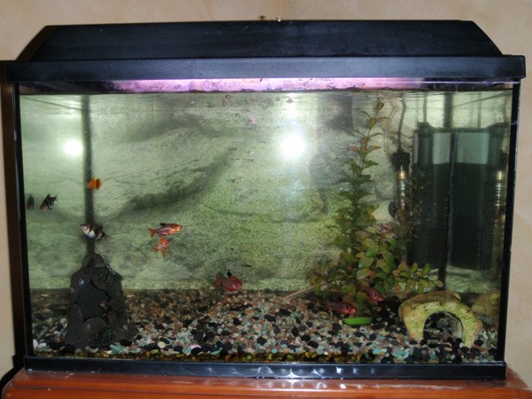 Fish tank and fish for sale $100